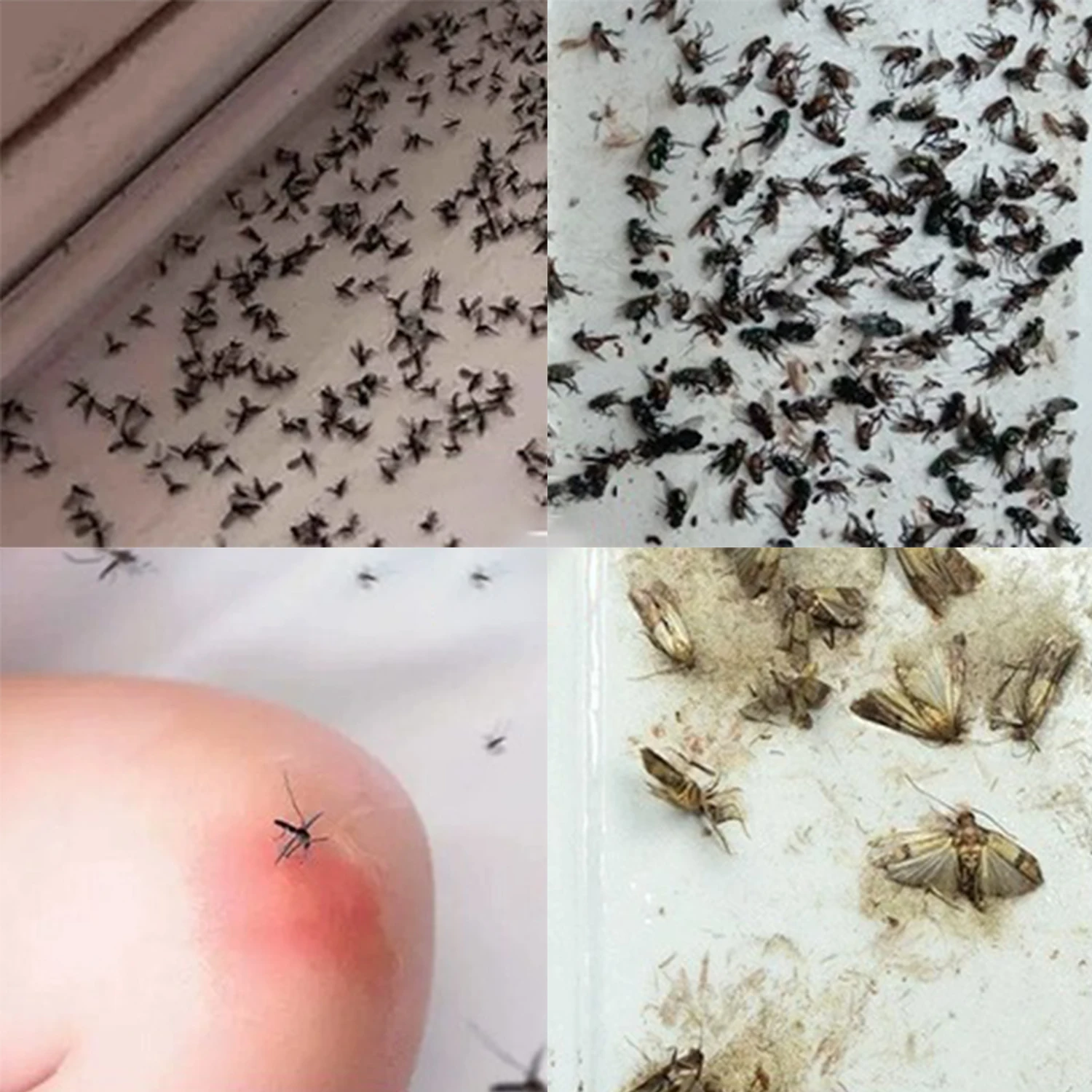 10 шт. супер липкая ловушка для фруктовых мух подвесная вредителей маленькая в