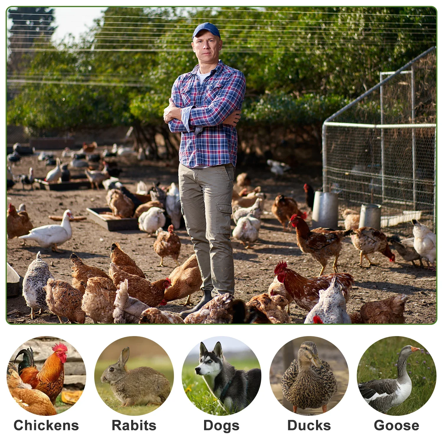 Куриная клетка Цена для бройлеров и цыплят в Кении используемая