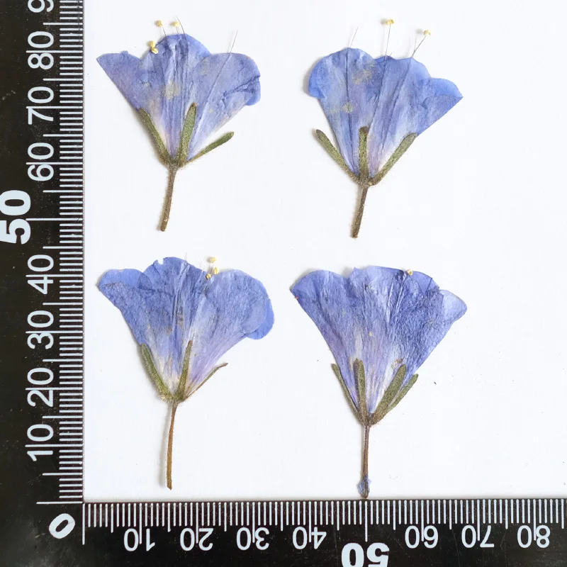 

Сухие цветы NYAConfetti 24 шт.