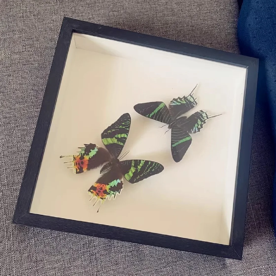 Рамка для демонстрации растений и насекомых трехмерная фоторамка коробка