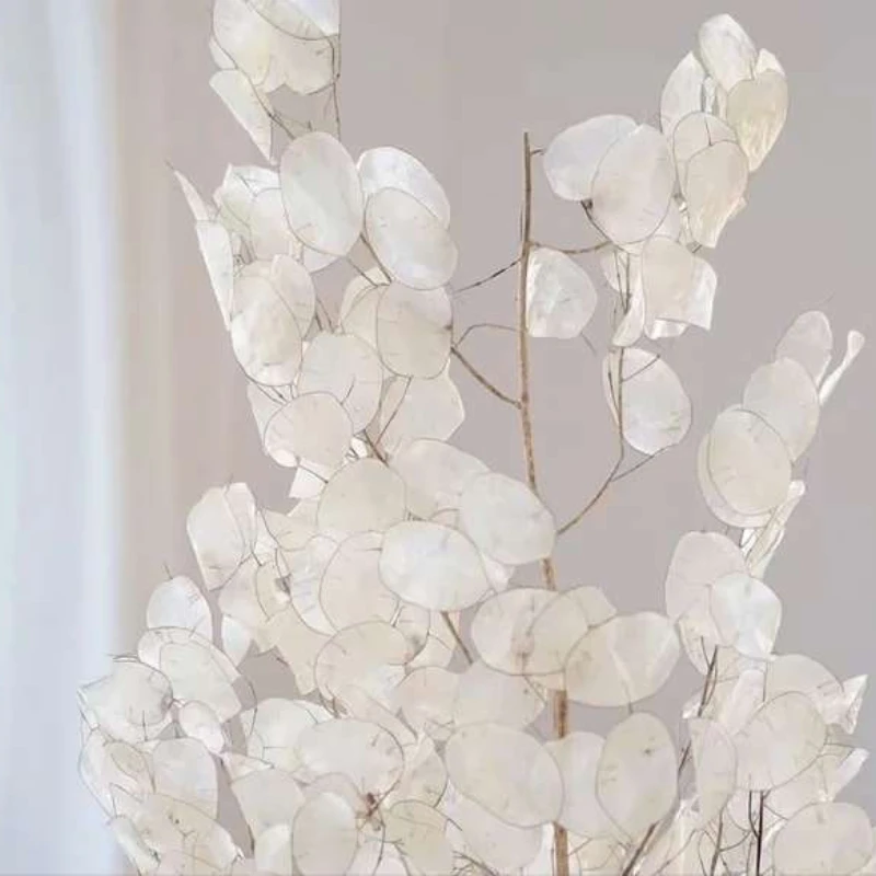 

INS Style Dried Flowers Preserved Lunaria Annua Flowers For Home Wedding And Flower Arrangement