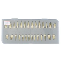 28pcs upper and lower dental 11 natural standard normal adult permanent teeth model demo m7021 for demonstration teach study