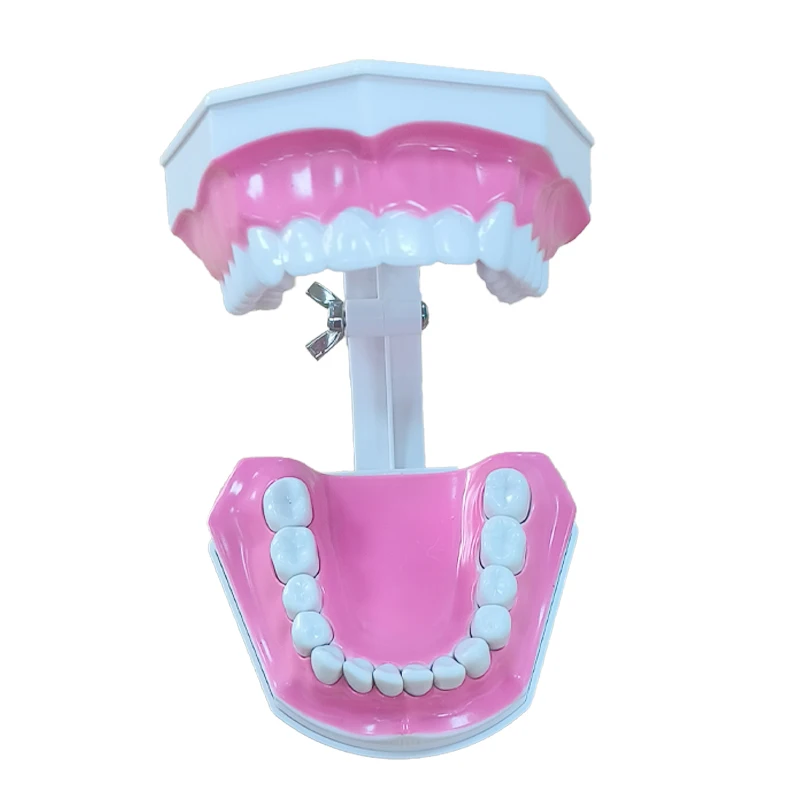 Dental Tooth Model 1:2 Removable Typodont Teeth Brush Teaching Large 12x9.2 cm images - 6