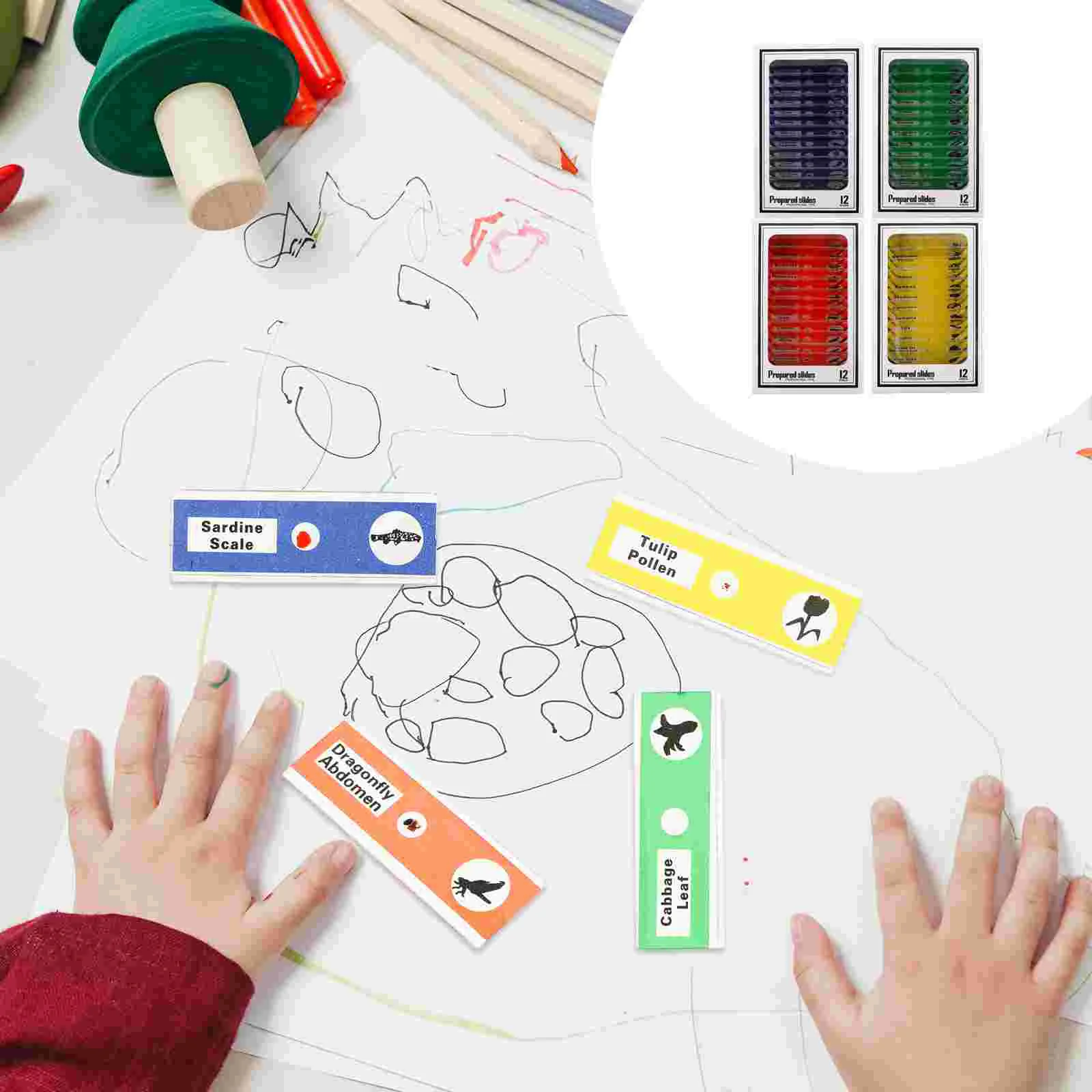 

Microscope Slides Kidsslide Glass Prepared Supplies Glasses Preparation Sample Specimens Set Childrensbiologicalanimal