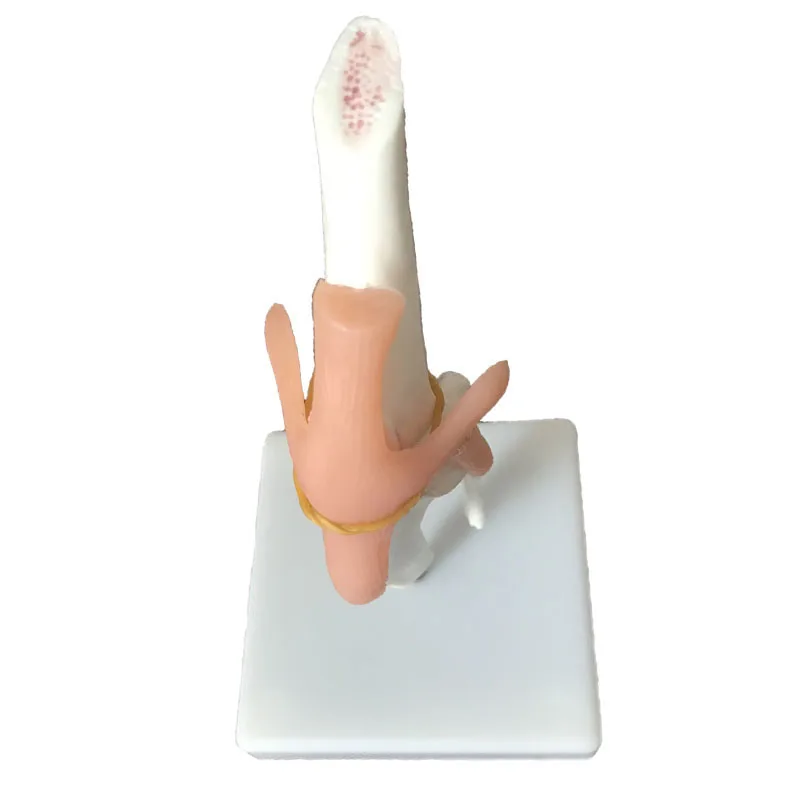 Образовательный Скелет собачий коленный Jjoint Mmodel