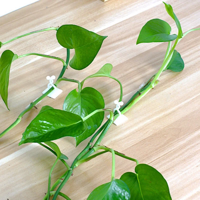 Самоклеящаяся Пряжка для подъема растений настенный крючок сада зажим на стену