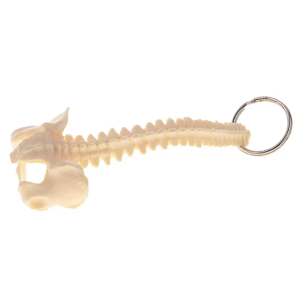 

Handcrafted Human Spine Skeleton Model Keyring Aid Learning Tool Supplies