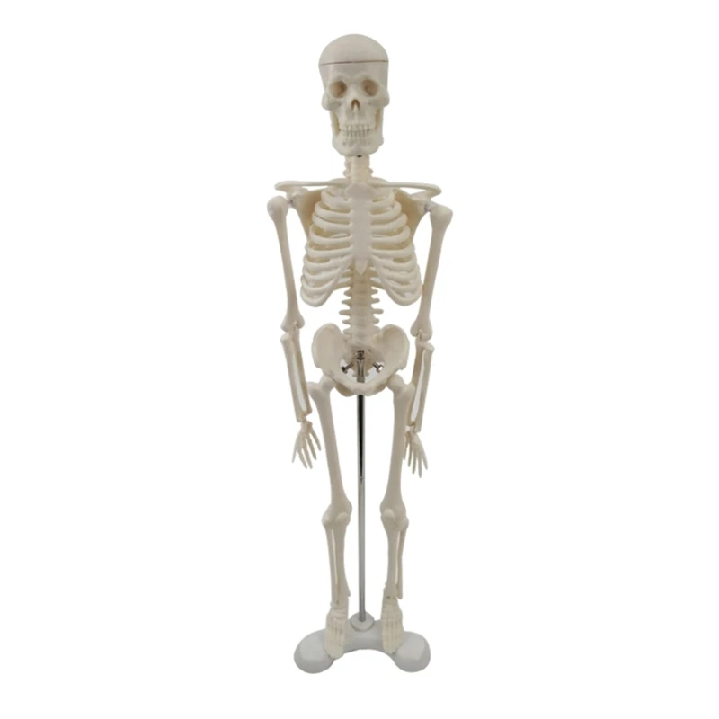 

Skeleton Model Human Bone Detachable Skeleton Model with Rack for Medical Anatomical Study Body Structure Teaching Prop