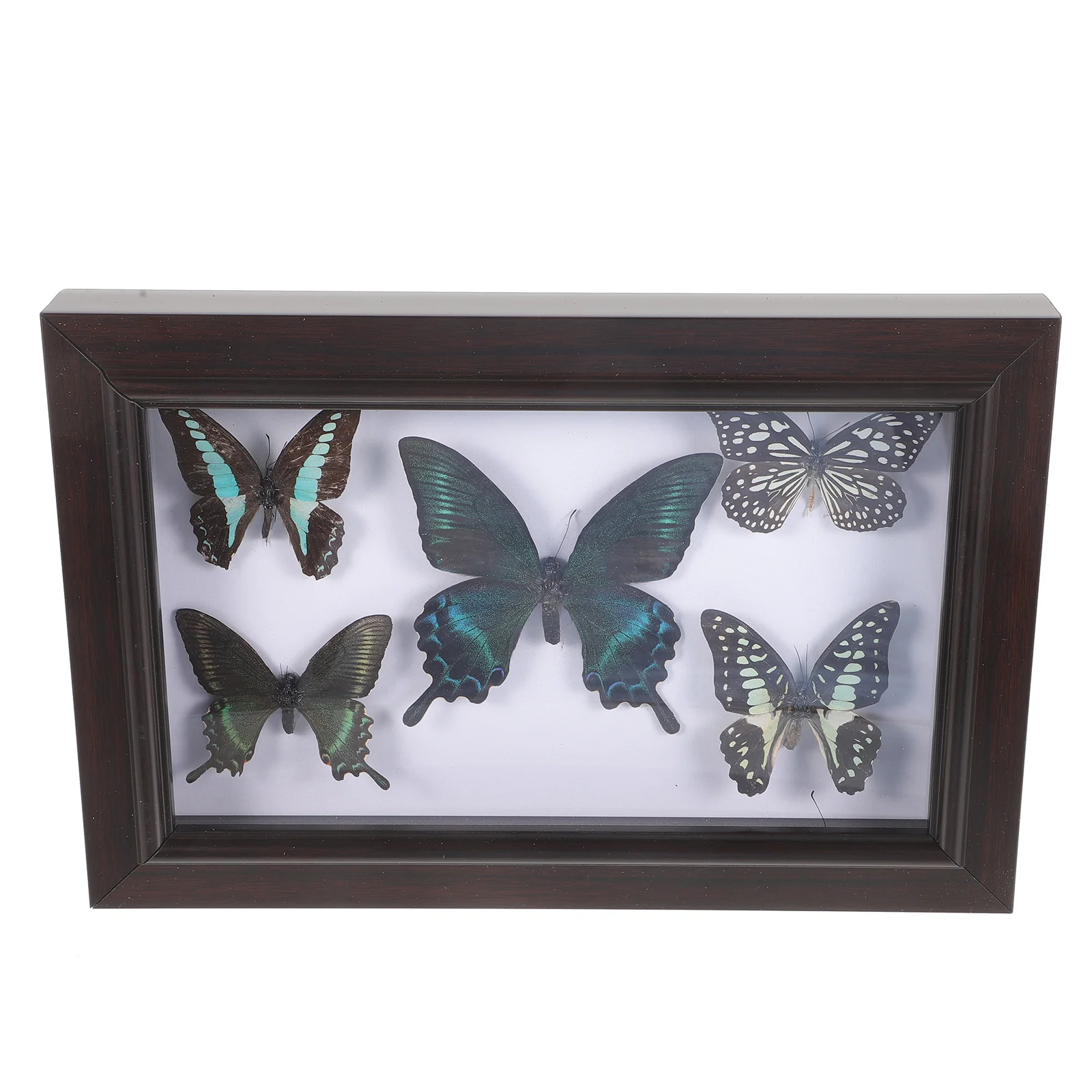 

Framed Butterfly Taxidermy Shadow Box Butterfly Specimen Unique Collectible Entomology Lover Gift Home Studio Wall