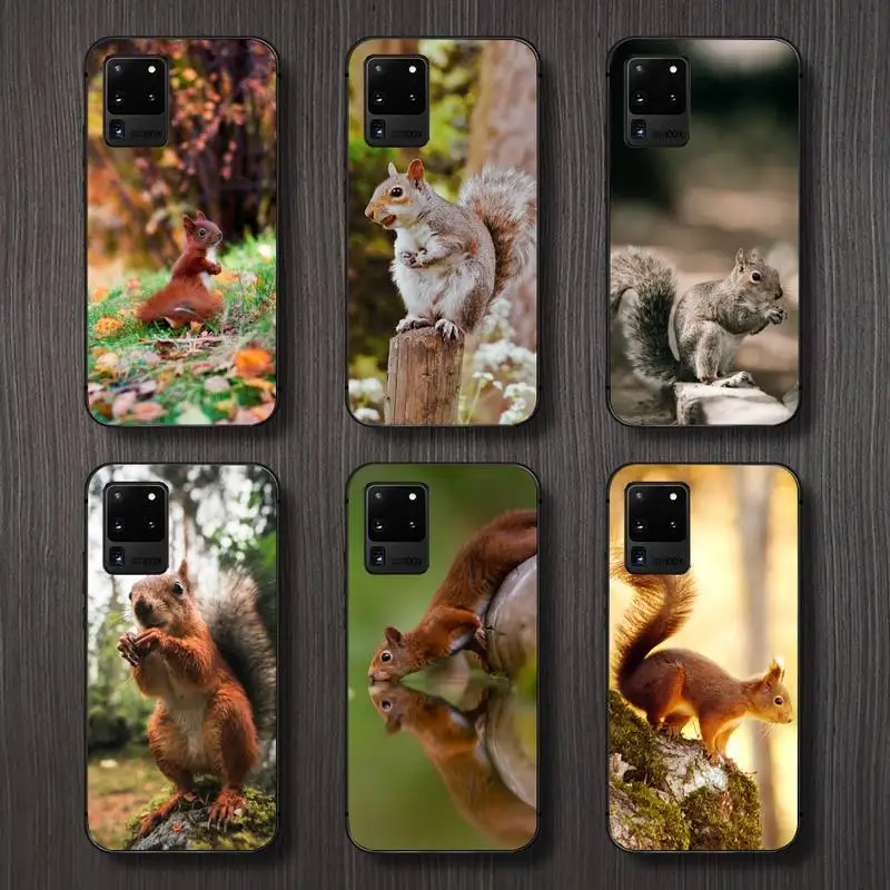 

Squirrel cute animal Phone Case For Samsung galaxy A S note 10 12 20 32 40 50 51 52 70 71 72 21 fe s ultra plus