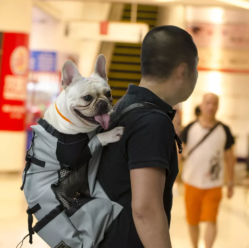 

2023 Breathable Pet Dog Carrier Bag for Large Dogs Golden Retriever Bulldog Backpack Adjustable Big Dog Travel Bags Pets Product
