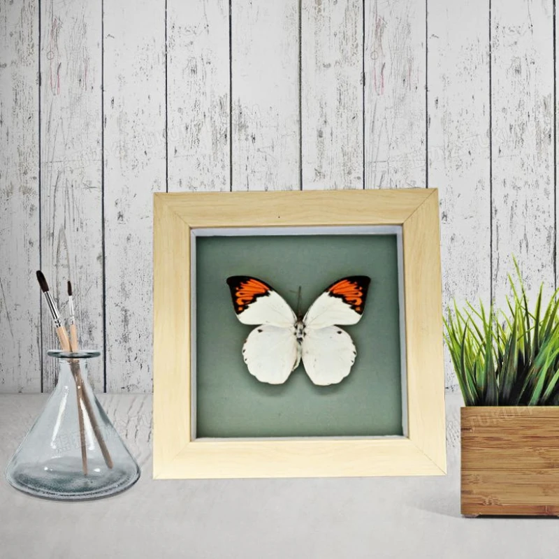

Реалистичный образец бабочки, коллекция обучающих материалов, аксессуары для украшения дома, образец бабочки, художественный материал, дом...