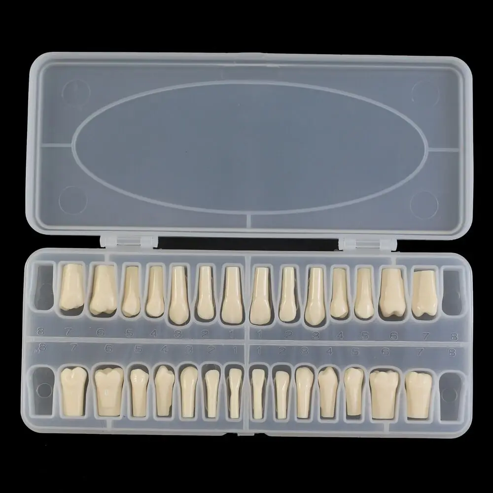 Kilgore Nissin 200 Type Dental Model 28PCS Teeth Typodont Screw-in Replacement