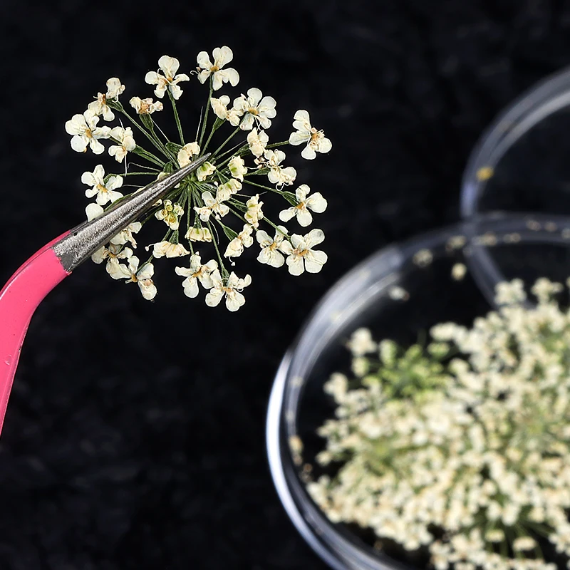 10 шт. сухие цветы для наполнения смолой дизайн ногтей красивая наклейка