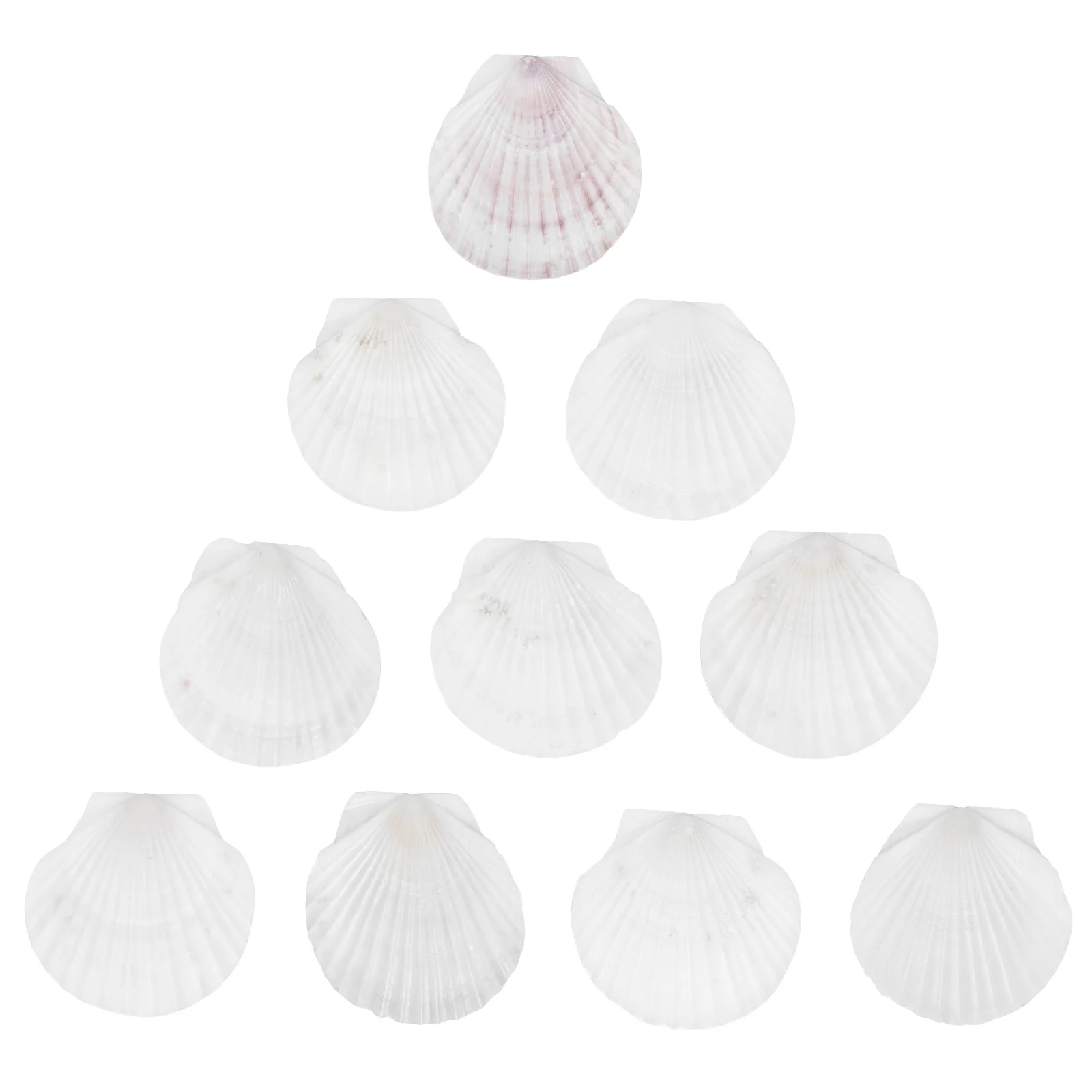 Shell Scallop Dish Shellsbeach Seacraft White Seashell Baking Birthday Mom Decor Natural Serving Jewelry Large Holder Plate