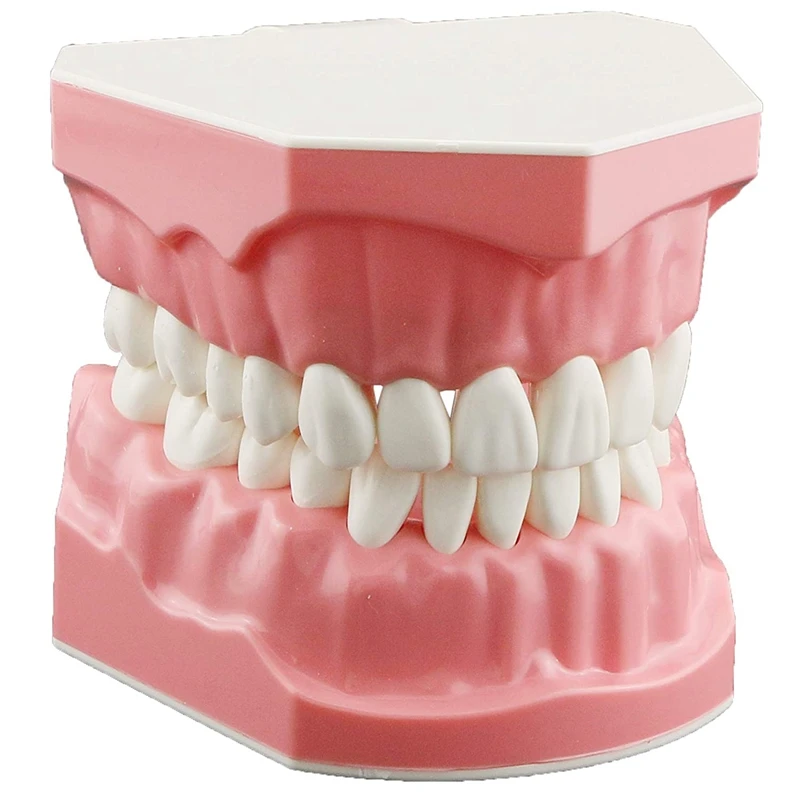

Model Brushing Flossing Practice Teeth Typodonts Mode Gingiva Visible Anatomic Demonstration