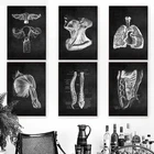 Медицинский плакат на холсте с изображением анатомии человека, настенная живопись, черно-белый скелет, изображение органов и мышц, для учебы