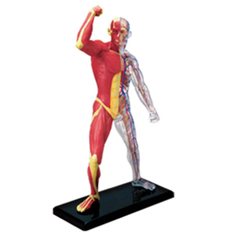 

4d Анатомия человеческих мышц, Электронная Медицинская помощь в обучении, головоломка, сборная игрушка, лабораторное обучающее оборудование