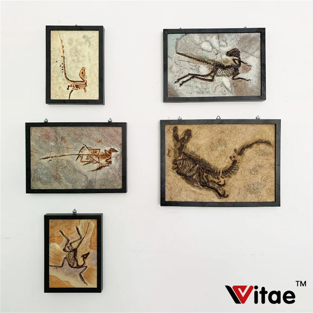 

Vitae Microraptor Gui Skeletal Fossil Slab Figure Animal Model Photo Frame Collection Home Decorations Ornament Gift