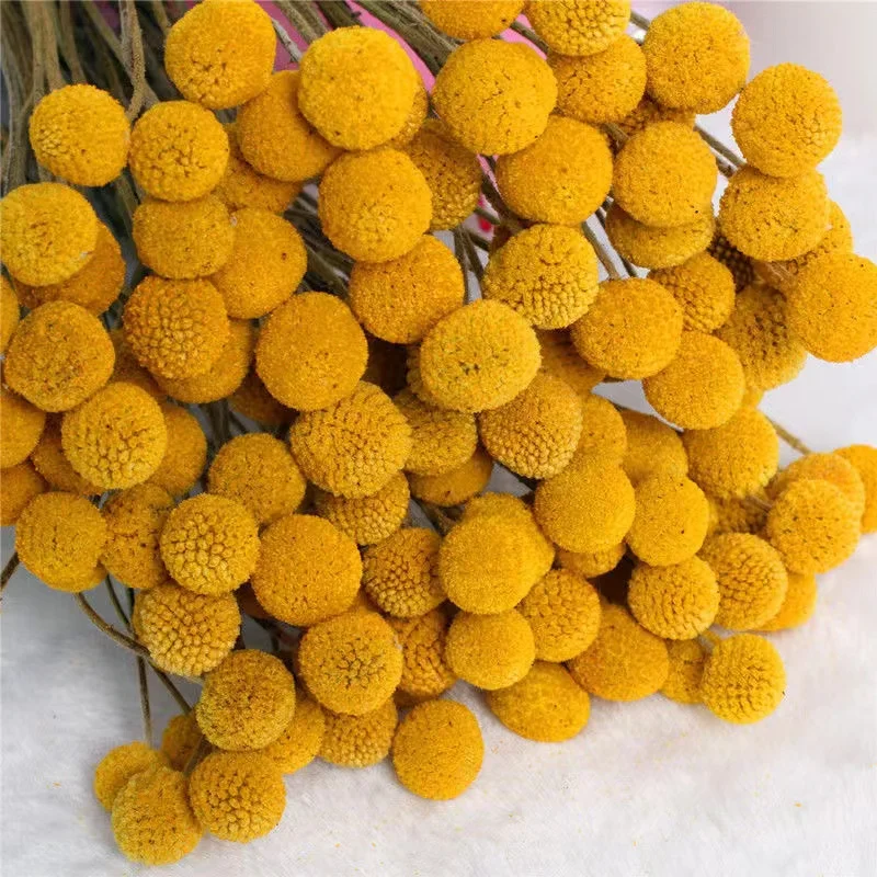 

Dried Flowers Golden Ball Golden Hammer Flower Bedroom Home Decor Ornaments Dry Living Room Bouquet DIY Insert Floral Contracted