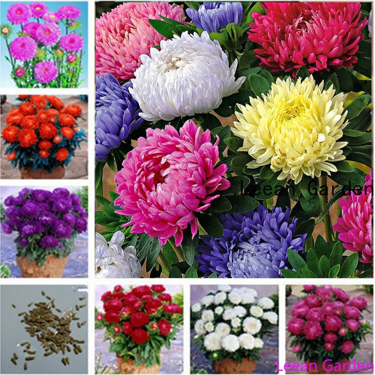 

100/200pcs flower Carnation cornflower chrysanthemum