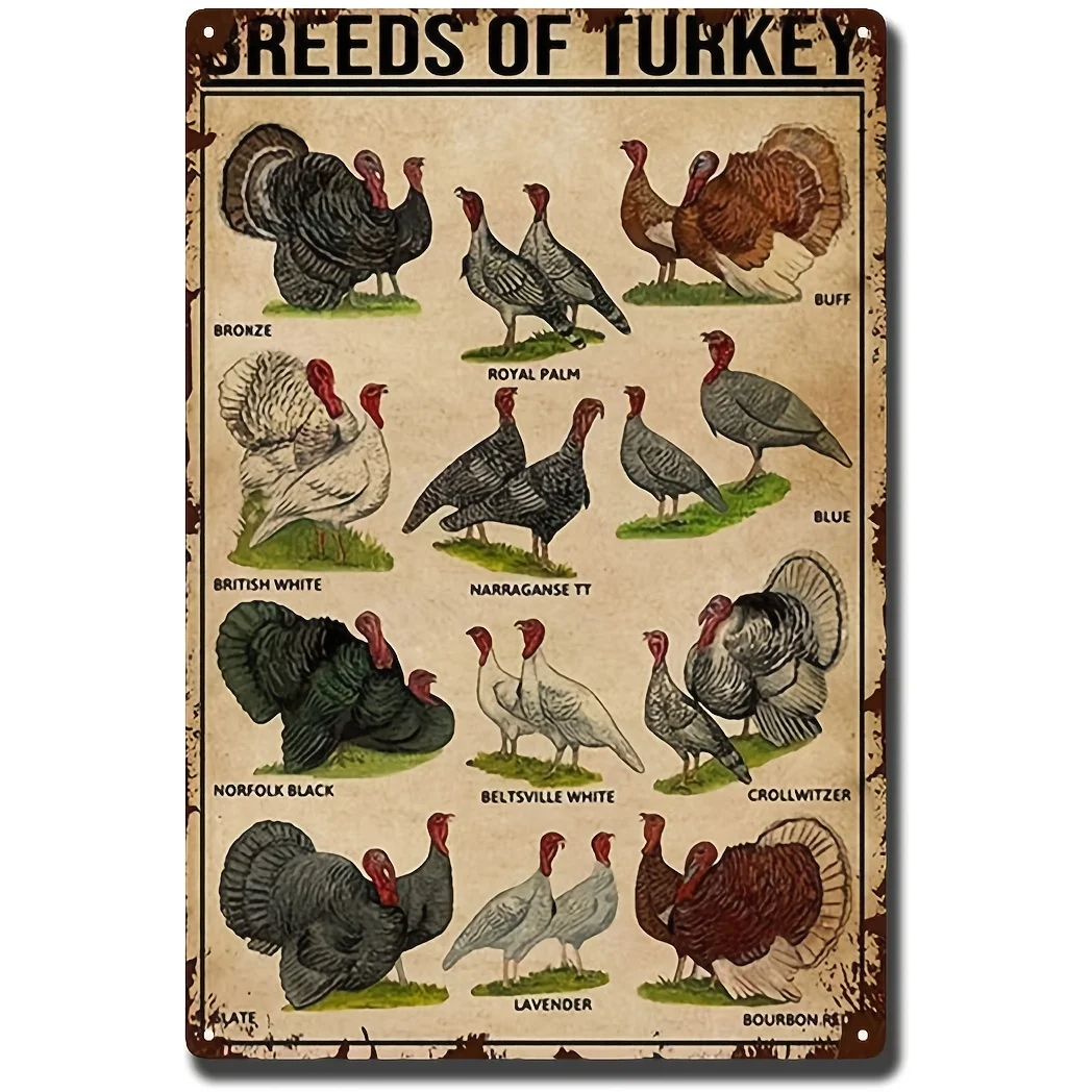 

B Breeds Of Turkey Poster Turkey Knowledge Poster Turkey Types Poster Types Of Turkey Poster Turkey Lover Poster Turkey Wall De