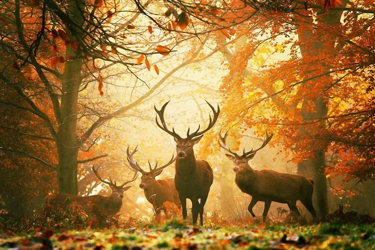 

Декор для комнаты в виде оленя, ретро, винтажный металлический знак, жестяные таблички, Настенный декор для искусства, мужская пещера, кафе, ...