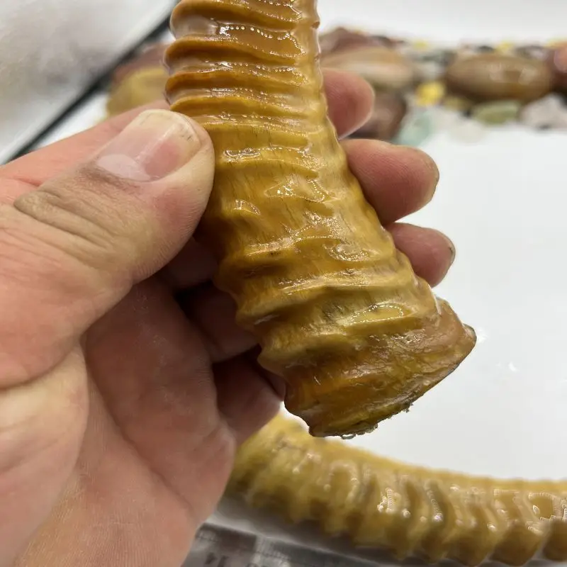 A Pair Tibetan Male Antelopes Horn Sharp Collection Decoration Play With Old Objects False One Compensation Ten!