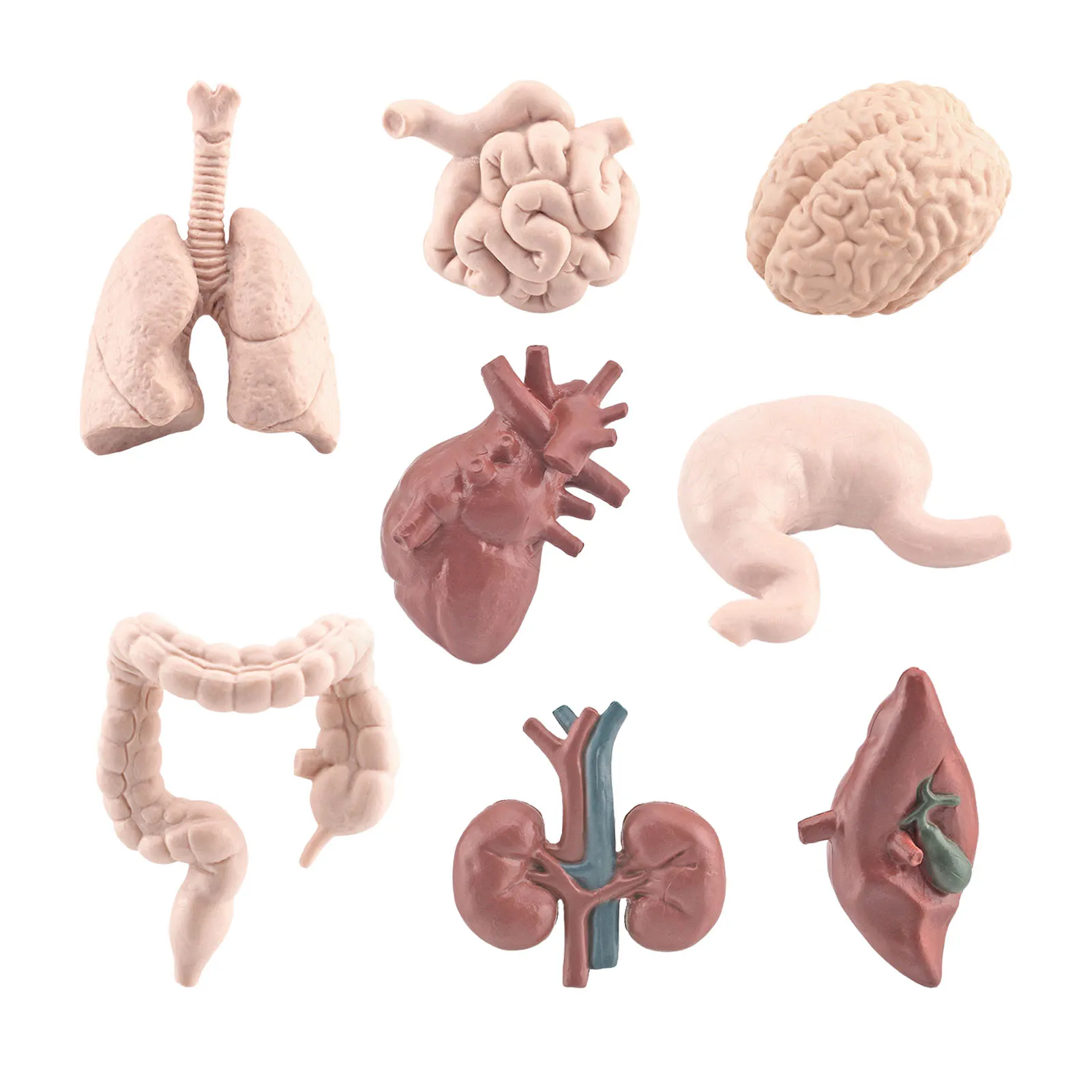 

3D Human Body Organ 8pcs Kids Early Educational Learning Organ Model Toys Educational Toys For Preschool & School Medic