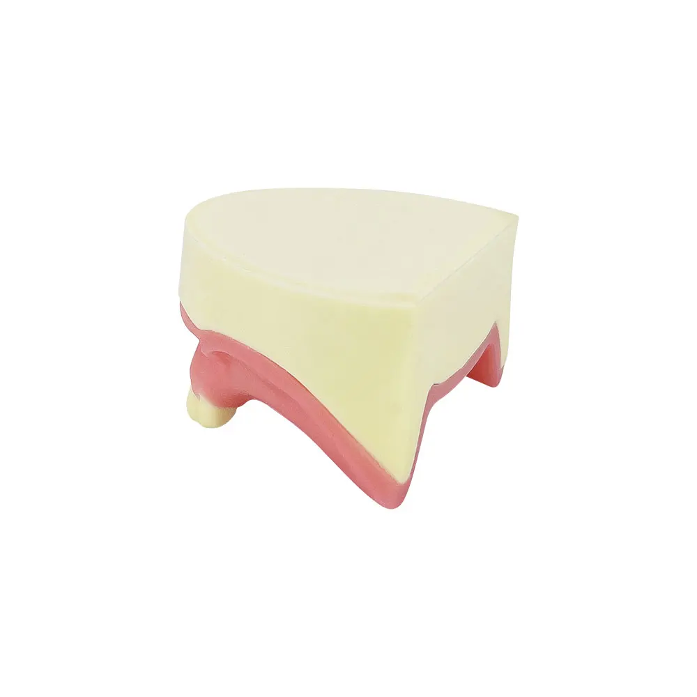 1 шт. модель зубов нижней части челюсти для стоматологической практики