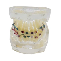 dental standard orthodontic teeth model with brackets buccal tubes ligature wire orthodontic treatment transparent
