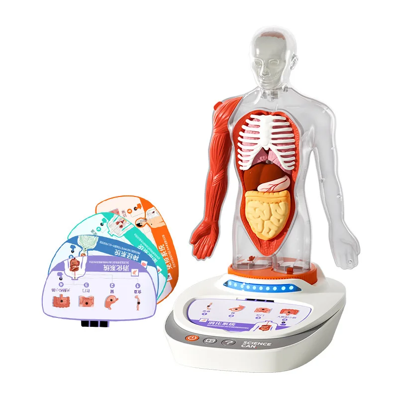 

Structure of Human Body Kids Montessori Toys Blood Circulation Organs Bones Educational Toys For Children Medical Science Toys