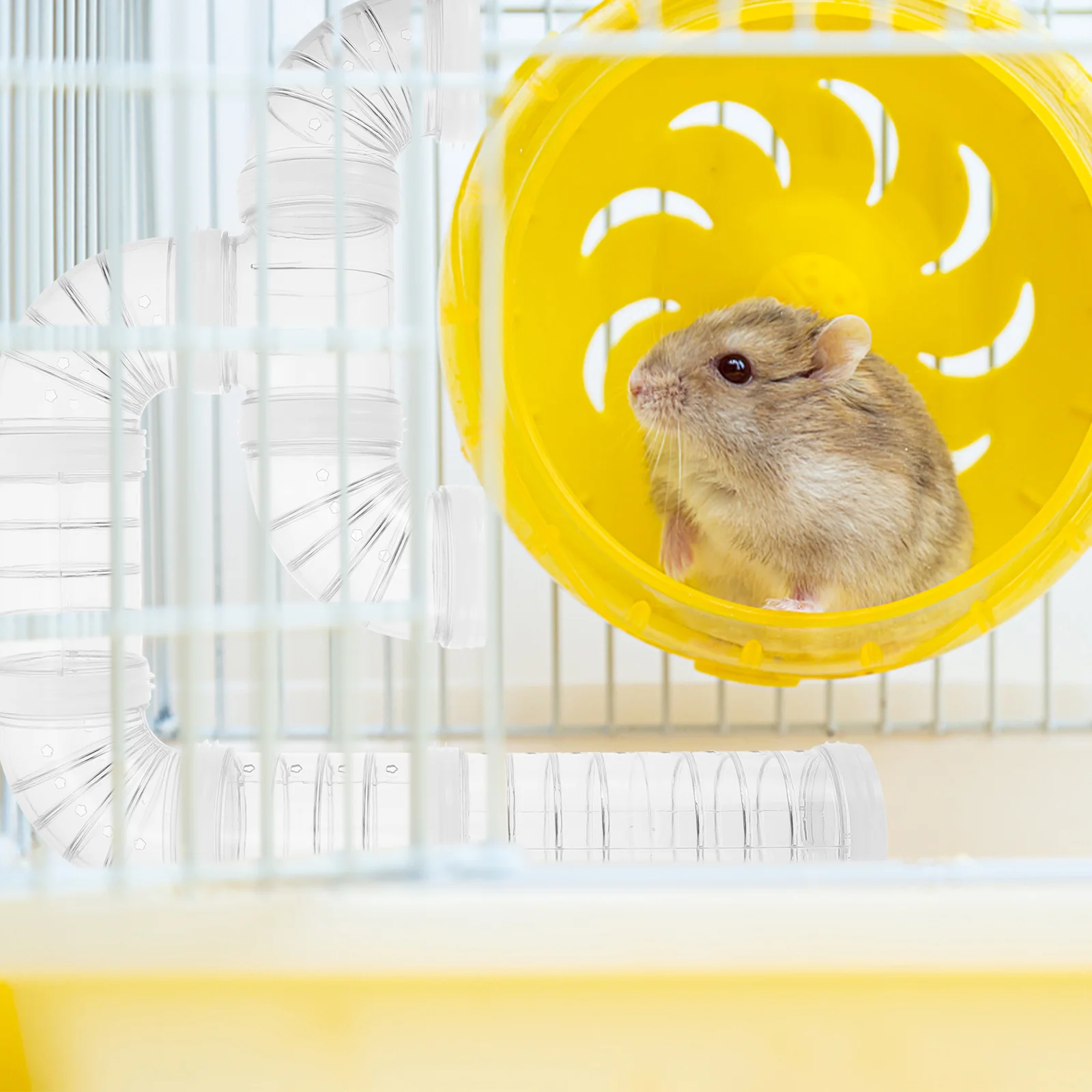 Hamster Tube Movies