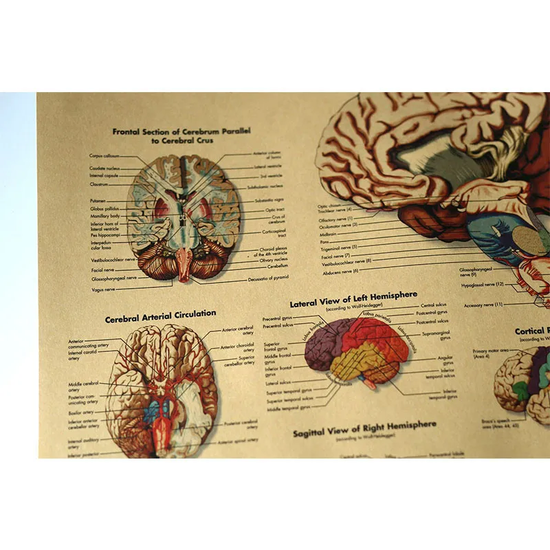 51x35 см каркас тела структура мозга нервный плакат Декор медицинской комнаты