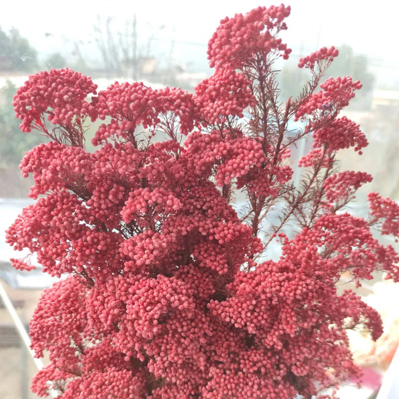 

50g Atural Millet Fruit Dried Flower Valentine Gift Ideas Flowers Home Decoration Artificial Flowers Home Accessories Pampas