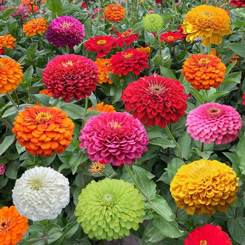 

Colourful Zinnia Nature Fragrant Flowers