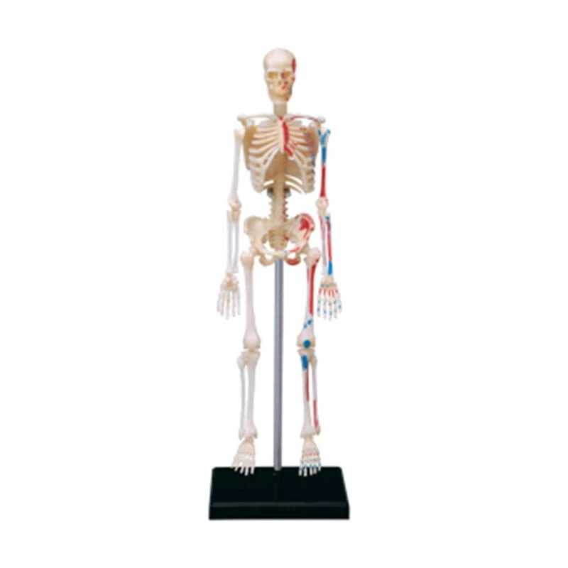 

Human Bone Model Mini Human Skeleton Model with Movable Arms and Legs Anatomical Medical Teaching Tool for Student Kid