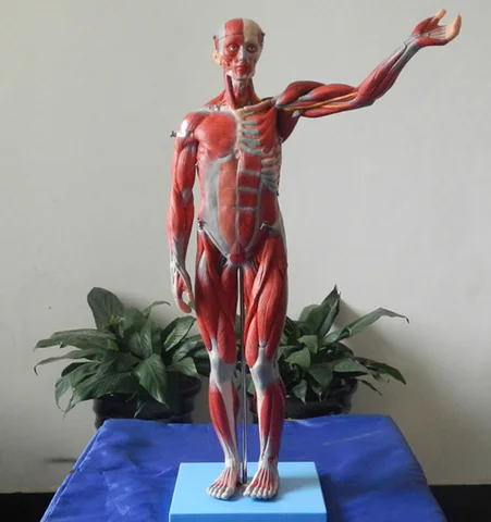 Модель анатомии человеческих мышц всего тела и органов, мышцы мужских с внутренними органы 78 см