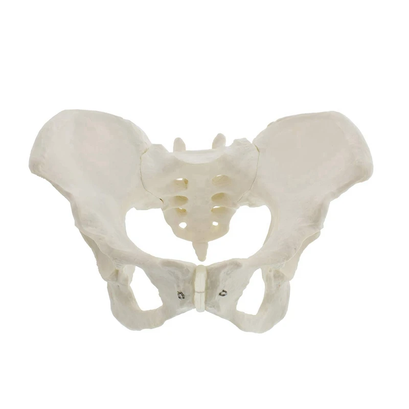 

2X Life Size Female Pelvis Model, Hip Model - Female Anatomy Model, Hip Bone Pelvic Model Female Anatomical Model