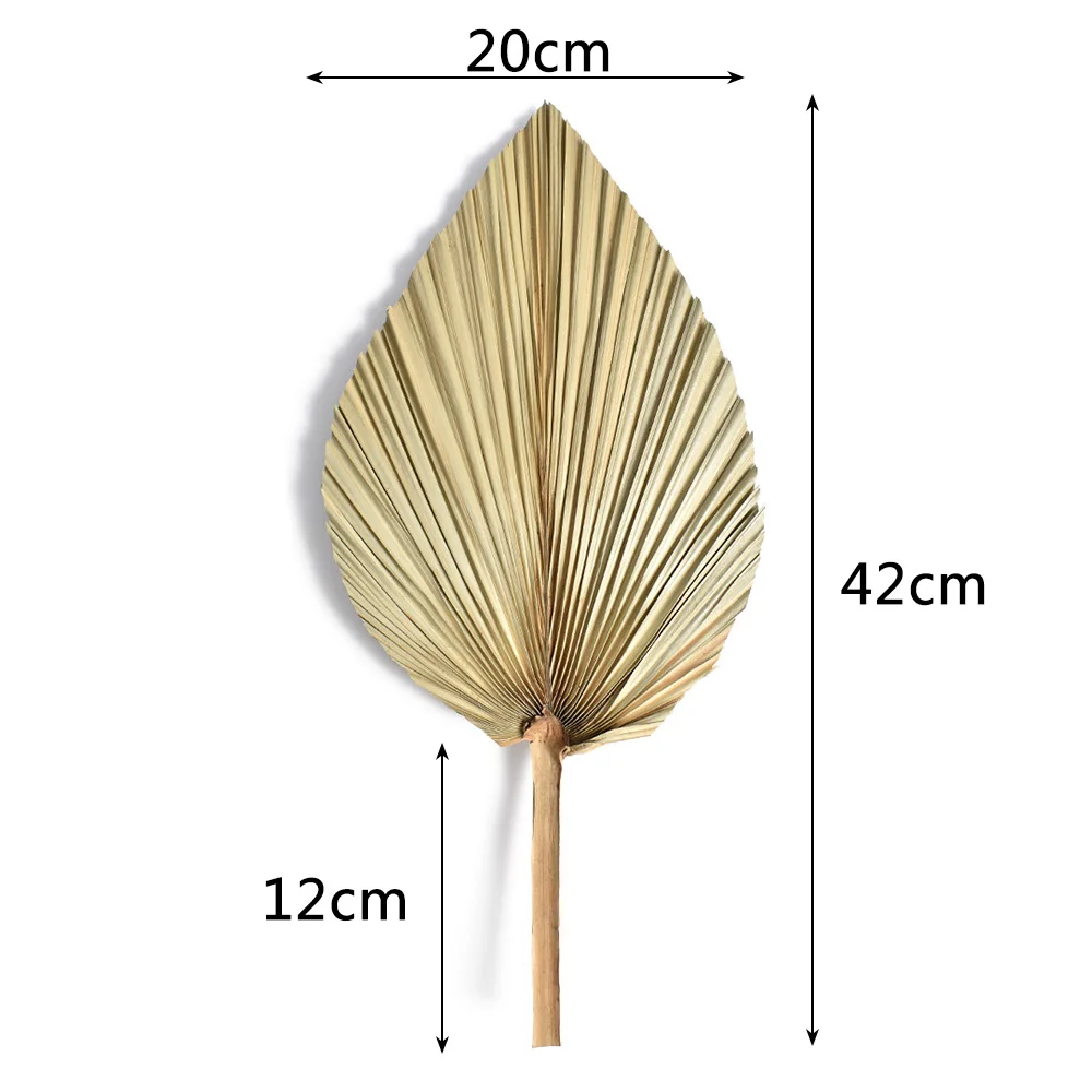 2PCS Palm Fan Leaf Dried Flower Mini Palm Leaves In Different Shapes Pampas Grasses Branches DIY Wedding Decorations Home Decor images - 6