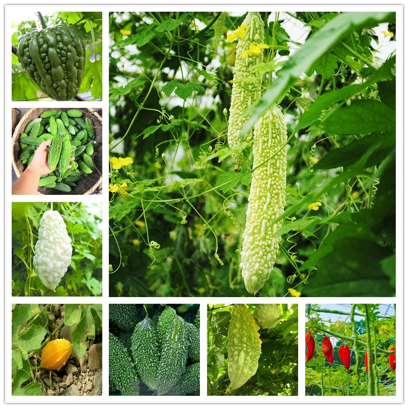 

Бальзам, груша, искусственная ароматная Горькая тыква, фотообои 10 шт.