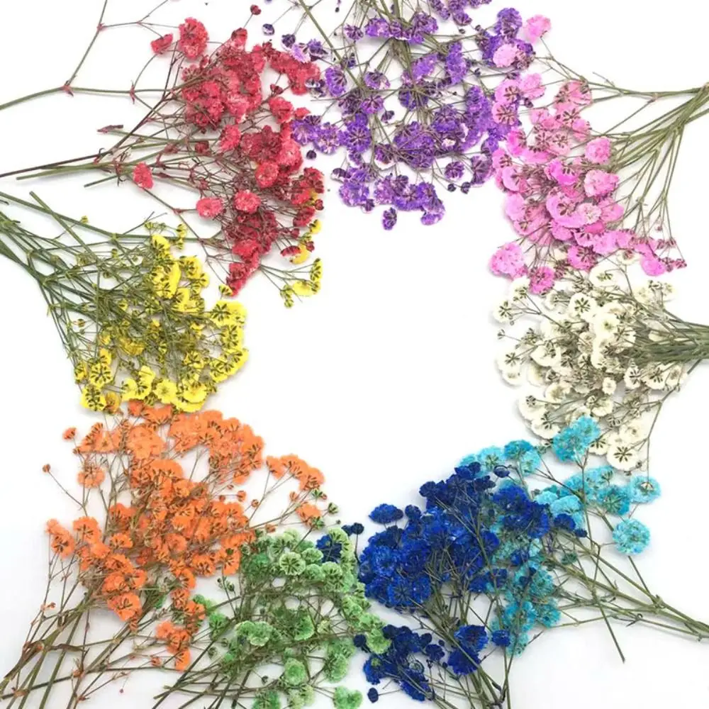 

20pcs Pressed Dried Flowers Gypsophila Plants Herbarium Real Gypsophila For Resin Jewelry Making Postcard Frame Phone Craft DIY