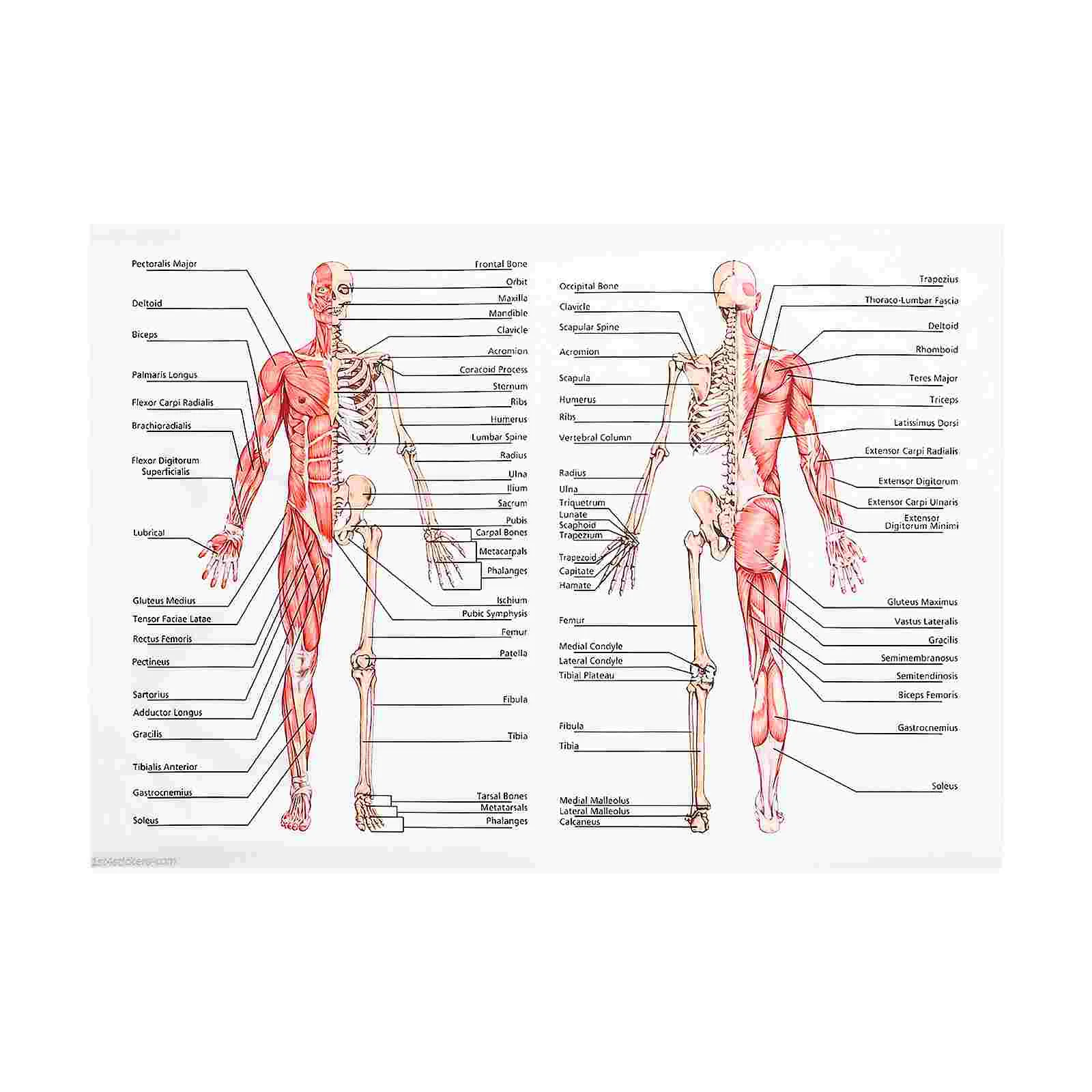 

Anatomy Poster Posters Human System Walls Chart Skeletal Muscular Anatomical Laminated Hanging Charts Wall Body Science Muscle