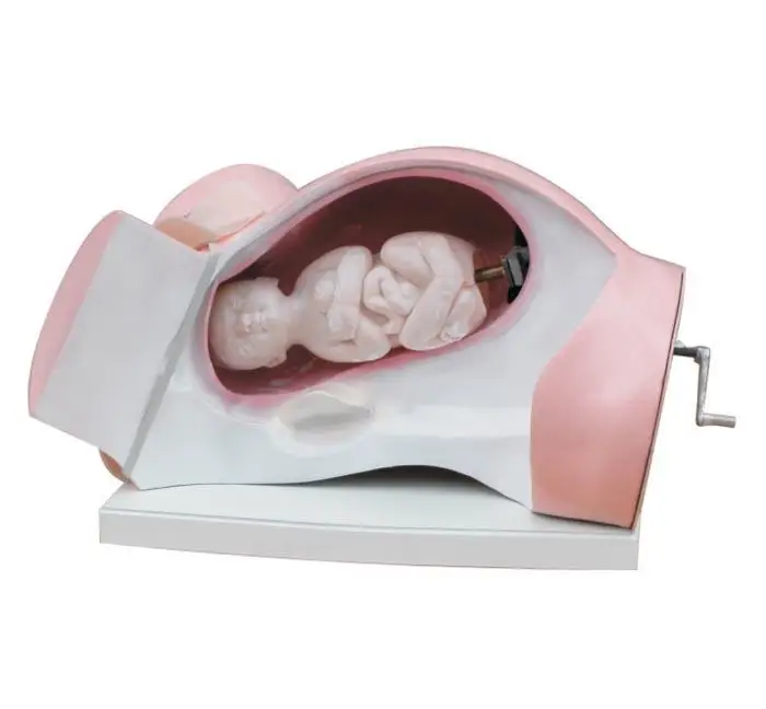

Model of Course of Delivery