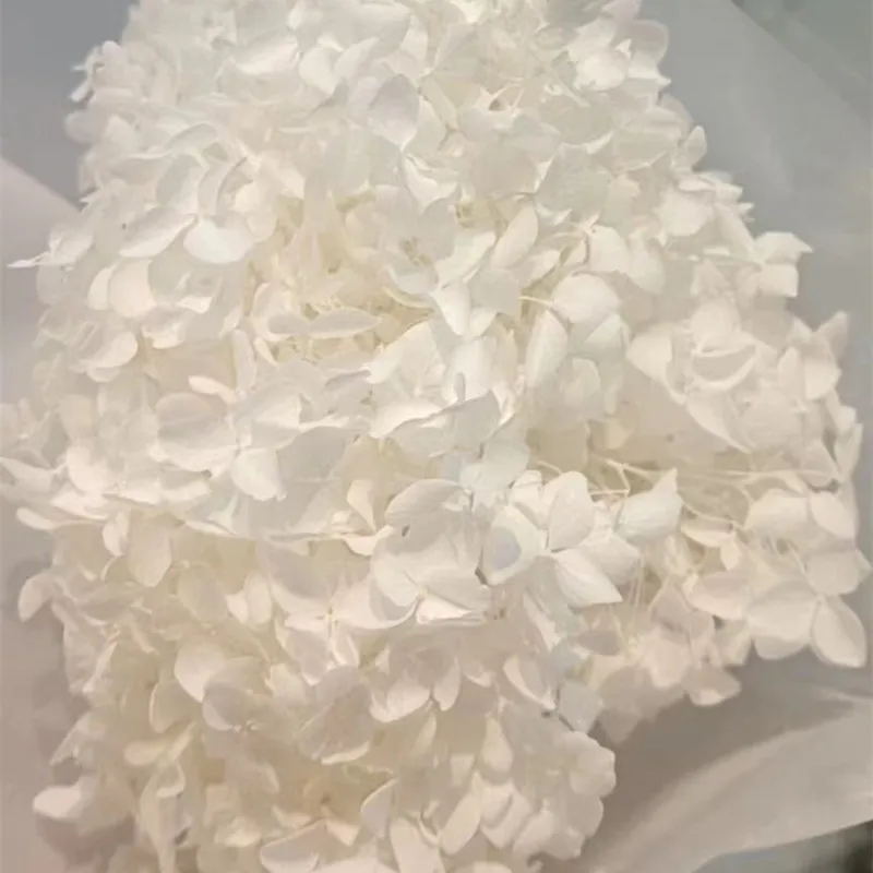 

Hydrangea Dried Flower Natural Plant Preserved Fresh Flower Leaves For Crafts Decoration Eternal Flowers Material Bridal Bouqu