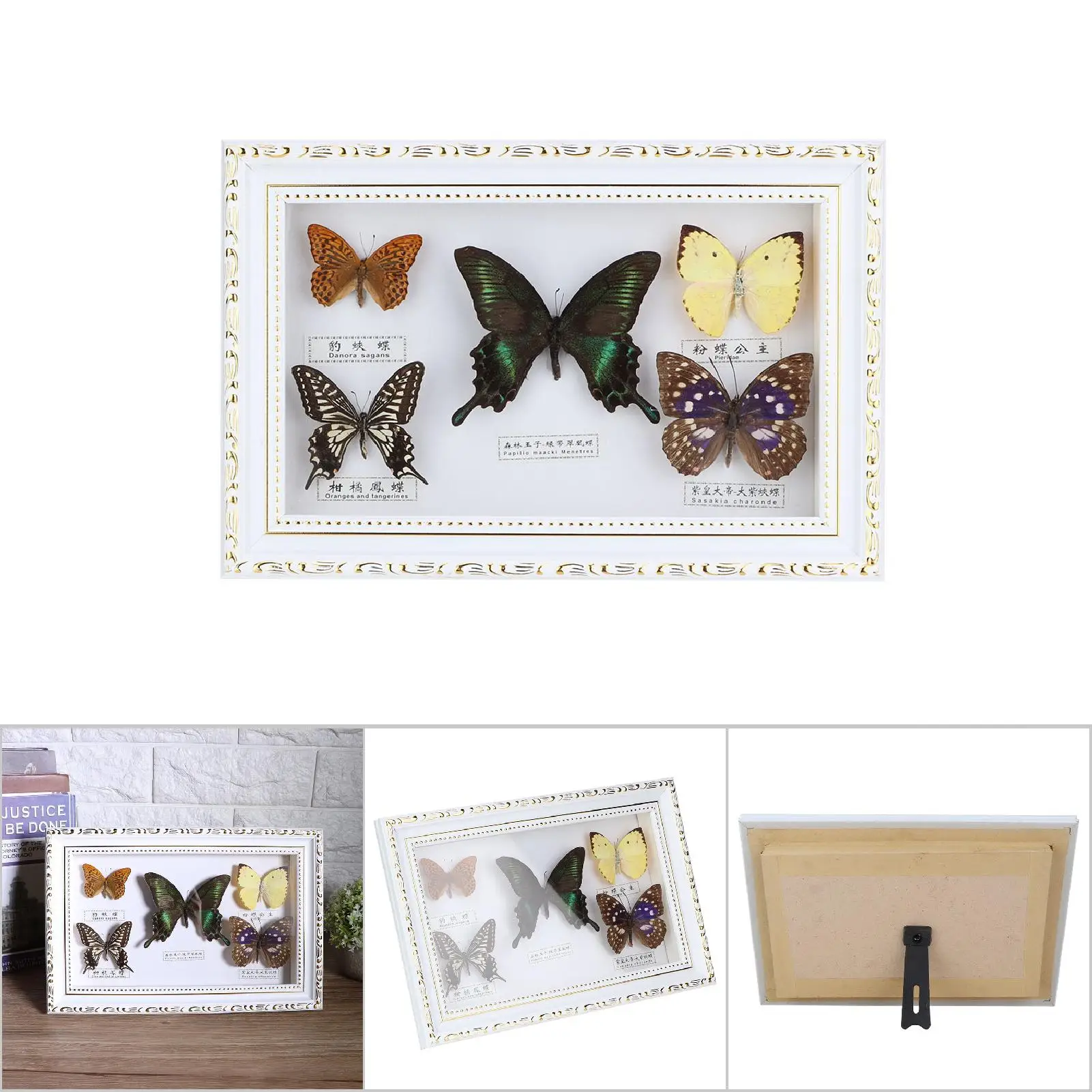 

Exquisite Butterflies Insect Specimen Craft Birthday Wedding Anniversary Gift Home Decor Ornament