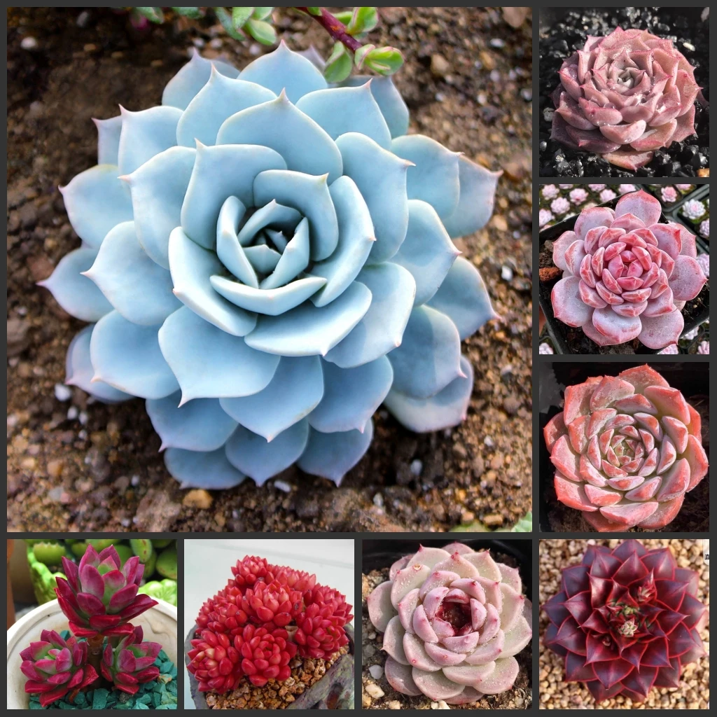 

50PCS/Lot " Echeveria " Semillas