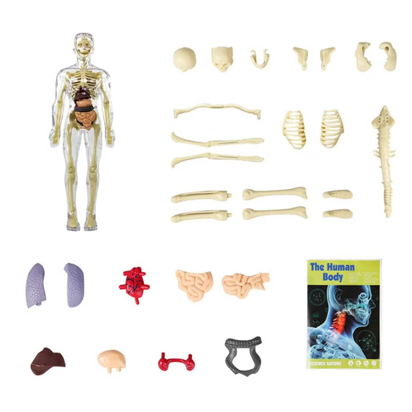 

3D Human Body Model Toys Removable Human Body Display Assembly Toy for Kids Scientific Cognitive Toys