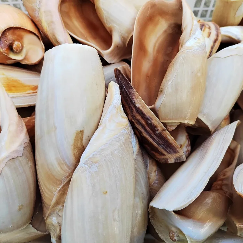 Скрученные натуральные раковины коллекция образцов аквариума ландшафт