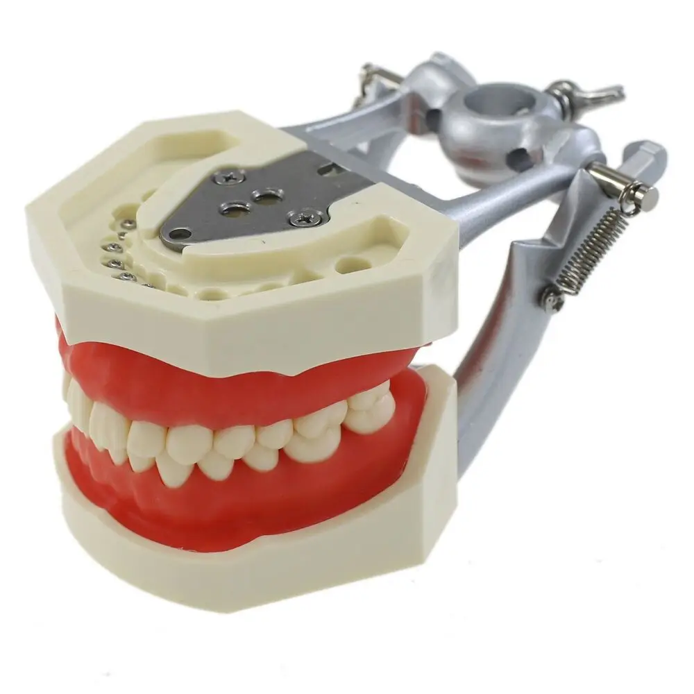 Kilgore Nissin 200 Type Dental Typodont Model 28PCS Teeth Removable Screw-in